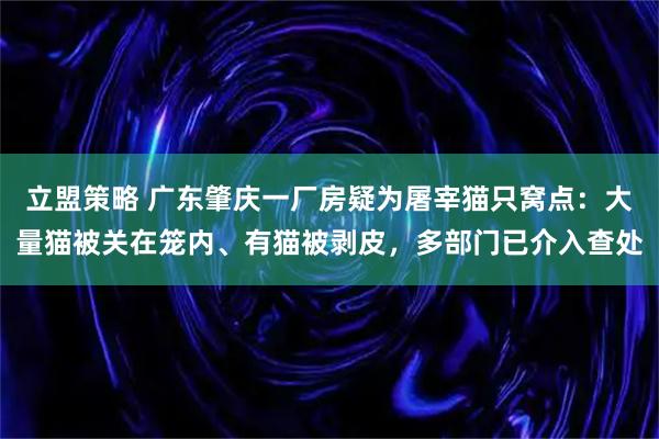 立盟策略 广东肇庆一厂房疑为屠宰猫只窝点：大量猫被关在笼内、有猫被剥皮，多部门已介入查处